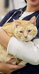 Hands, veterinary and woman pet cat for care, play and touch in healthcare clinic. Vet, cute kitty and closeup of medical professional, doctor or veterinarian working, checkup and animal treatment