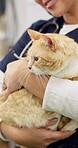 Hands, vet and woman pet cat for care, play and touch in healthcare clinic. Veterinary, cute kitty and closeup of medical professional, doctor or veterinarian working, checkup and animal treatment