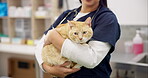 Hands, vet and woman pet cat for care, play and touch in healthcare clinic. Veterinary, cute kitty and closeup of medical professional, doctor or veterinarian working, checkup and animal treatment