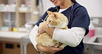 Hands, veterinarian and woman pet cat for care in healthcare clinic. Veterinary, cute kitty and closeup of happy medical professional, doctor employee and vet working, checkup and animal treatment