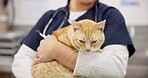 Hands, veterinary and woman pet cat for care in healthcare clinic or hospital. Vet, cute kitty and closeup of medical professional, doctor or veterinarian employee work, checkup or animal treatment