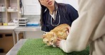 Cat vet, client and woman talking, consulting and chat over medical help, wellness clinic or feline healthcare. Animal healing, pet veterinary doctor and hospital veterinarian speaking with client