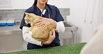 Hands, vet and woman with cat for consultation in healthcare clinic or hospital. Veterinary, pet kitty and closeup of medical professional, doctor or veterinarian working, checkup or animal treatment