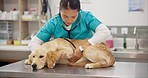 Vet, stethoscope and sick dog on table for consultation, medical advice and pet care insurance. Woman veterinarian, doctor and Labrador puppy for professional help, check up or animal clinic service