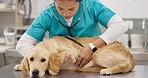Woman doctor, vet with stethoscope and dog in consultation for medical advice, pet care and trust. Female veterinarian, sick Labrador puppy on table and professional help, check up and animal clinic.
