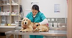 Woman vet, dog on table for hospital consultation, medical advice and pet care with stethoscope. Doctor, female veterinarian and sick Labrador puppy and professional help for checkup at animal clinic