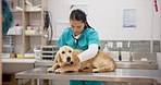 Woman vet, dog with trust and hospital consultation, medical advice and pet care with stethoscope. Doctor, female veterinarian and sick Labrador puppy and professional help at animal clinic checkup.
