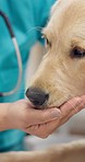 Dog, eating and vet with food in hand at clinic, hospital or calm pet, puppy and animal in healthcare. Feeding, labrador retriever and eat from nurse or doctor in rescue center or health care office