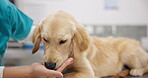Dog, eating and vet with food in hand at clinic, hospital or calm pet, puppy and animal in healthcare. Feeding, labrador retriever and eat from nurse or doctor in rescue center or health care office