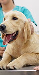 Vet, dog and hands of woman pet for care, play and touch in healthcare clinic. Veterinary, animal and medical professional with labrador puppy in hospital, health check or consultation for wellness