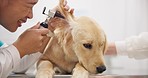 Dog service, ears and a vet with an otoscope for a problem, hearing exam or care. Hospital, doctor and a woman with equipment to check or test eardrums of an animal for healthcare and petting