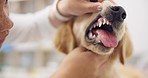 Dog checkup, teeth and a vet for dental care, healthcare and a service on a pet. Clinic, exam and a woman or female animal medical worker looking at the mouth for inspection, treatment or medicine