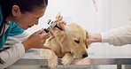 Dog checkup, ears and a vet with an otoscope for a problem, hearing exam or care. Hospital, doctor and a woman with equipment to check or test eardrums of an animal for healthcare and service
