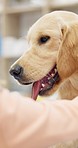 Happy, dog and puppy in vet, office or clinic for healthcare, check or healthy treatment with nurse. Labrador retriever, animal and calm for doctor in hospital with care, help and medical support