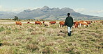 Walking, cattle and man on farm with cows in countryside, grass field or sustainable agriculture and land. Farmer, walk and check farming outdoor in natural, environment and work in meadow landscape