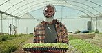 Happy senior black man, plant and harvest for agriculture, resource or crops in greenhouse at farm. Portrait of African mature male person smile with fresh produce, farming or natural sustainability