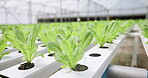 Hydroponic farm, leaves growth or greenhouse with plant production, modern agriculture innovation or sustainability. Garden science, quality assurance and water saving for eco friendly vegetables 