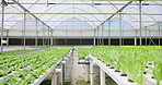 Hydroponic, farm or innovation plant science in greenhouse with light or quality control in food production. Agriculture, environment or water saving by eco friendly by modern agro industry or growth