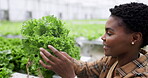 Woman, lettuce or growth in greenhouse for agriculture, inspection and sustainable development. Black person, agro scientist or professional with crops, harvest or vegetables for nutrition or ecology