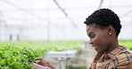 Woman, smile and lettuce in greenhouse for agriculture, inspection and sustainable development. Black person, agro scientist or professional with crops, plants growth or vegetables for nutrition