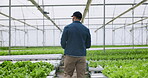 Hydroponic farm, lettuce growth and scientist in greenhouse for research in sustainable and eco friendly vegetables. Garden science, modern agriculture innovation and water saving for quality control