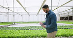 Greenhouse, tablet and research with sustainability, man and typing with industry, checklist and nature. African person, researcher and scientist with tech, gardening or agriculture with eco friendly