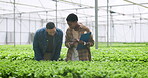 Man, woman and inspection on hydroponic farm for agriculture greenhouse plant, safety or research documents. Worker, female person and checklist for lettuce nutritionist, quality control or eco land