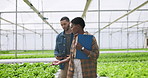 Hydroponic farmers, tablet and lettuce discussion in greenhouse, checklist and sustainability for quality control. Garden science, technology and water saving for collaboration on eco friendly plants