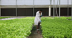 Plants, tablet and woman scientist in greenhouse doing research or studying botany. Science, digital technology and young African female researcher checking eco friendly greenery in agriculture space