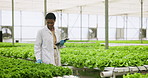 Plants, tablet and woman scientist in greenhouse doing research or studying botany. Science, digital technology and young African female researcher checking eco friendly greenery in agriculture space