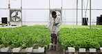 Scientist, plants and clipboard for inspection in greenhouse for health, disease or harvest. Black woman, lab coat and checklist for vegetable, lettuce or leaf in soil for experiment in agriculture