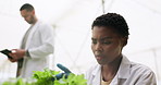 Plants, agriculture and woman scientist in a greenhouse doing research or studying botany. Science, herbs and young African female researcher checking eco friendly greenery in sustainable space.