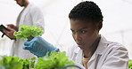 Plants, sustainable and woman scientist in a greenhouse doing research or studying botany. Science, herbs and young African female researcher checking eco friendly greenery in agriculture space.