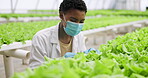 Woman, inspection and hydroponic farm for greenhouse plant gardening or agriculture research, growth or production. Black person, mask and lettuce analysis, eco friendly industry or quality control