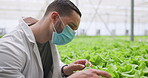 Man, farmer and plants in greenhouse for agriculture, inspection and sustainable development. Person, agro scientist or professional with crops, lettuce growth or vegetables for nutrition and ecology