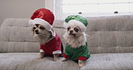 Even these furry cuties are getting into the festive spirit