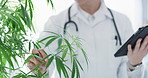 Medicinal marijuana is on the grow