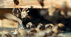 Honey production in progress