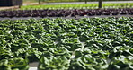 Agriculture farm, crops or greenhouse closeup in plant production, modern farming innovation or sustainability. Garden science, quality assurance or water saving in eco friendly vegetables growth