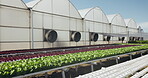 Industrial, agriculture or crops by greenhouse in plant production, modern farming and sustainability. Garden science, quality assurance and water saving innovation for vegetables in hydroponic farm