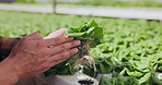 Inspection, crops or hands of farmer with leaf to check growth or harvest of organic vegetables. Food plant, development or closeup of person outdoor in countryside for health, agriculture or garden
