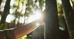 Person, hand and tree in bamboo forest with sunshine, lens flare and hiking with connection to nature. Hiker, trekking and environment with adventure walk, journey and vacation in tropical rainforest