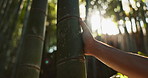 Person, touch and tree in bamboo forest, sunshine and lens flare for hiking with connection to nature. Hiker, trekking and environment with hand on adventure, walk or journey in tropical rainforest