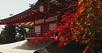 Nature, house and flowers from a Japanese tree in autumn, spring or in the wind. Plant, color and a sakura tree by a home garden, yard or in nature for culture, tradition or beautiful view of leaves