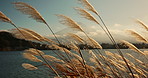 Lake, leaves or weed in the wind with environment, natural landscape and sunshine for plants in meadow or park. Reed grass, fresh air with land and water outdoor, nature background and travel