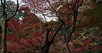 Trees, lake and autumn forest in Japan with calm water, orange leaves and morning travel in nature. Woods, landscape and ducks swim in river in Asian countryside with peace, zen and natural journey.