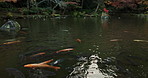 Koi, pond and autumn forest in Japan with calm water, orange leaves and outdoor morning travel in nature. Woods, fish and river in Asian countryside with peace, zen and natural journey in rural park.