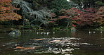 Koi, lake and autumn forest in Japan with calm water, orange leaves and outdoor morning travel in nature. Woods, fish and ducks swim in river in Asian countryside with peace, zen and natural journey.