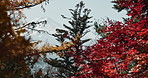 Nature, trees and landscape in Japan with environment, foliage and red leaves in park for travel. Japanese garden, location and natural background with plants, Earth and scenic view, autumn and eco