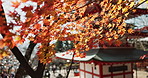 Nature, leaves in autumn and Japanese temple, landscape and architecture with wind, environment and travel. Trees, garden in Japan with traditional building outdoor for culture, faith and Buddhism